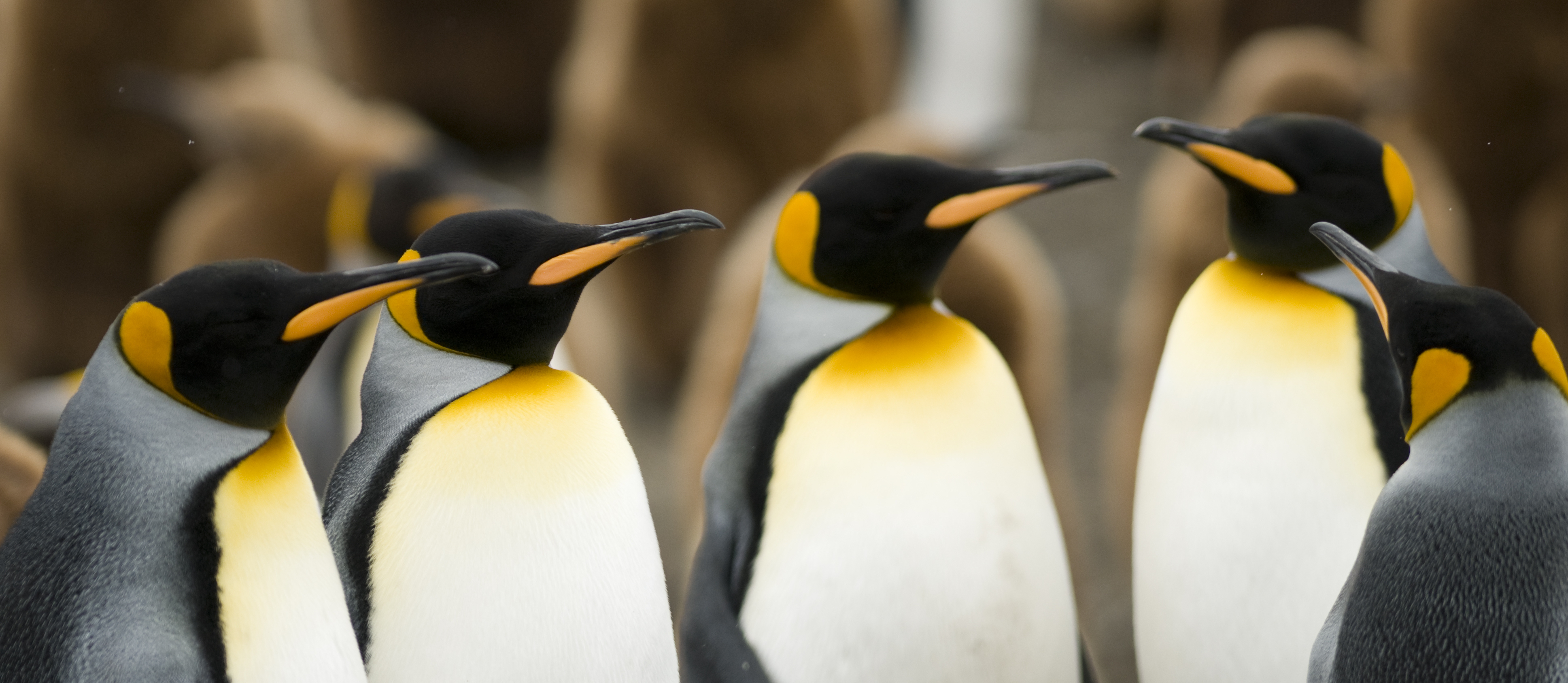 boosst Investment Committee