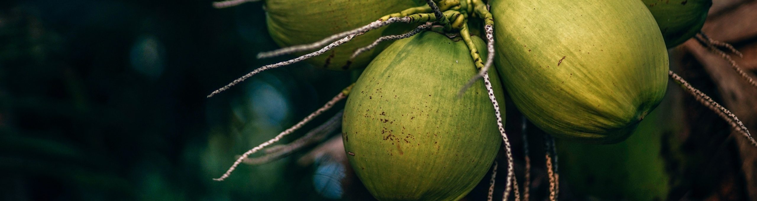 Let’s talk about risk Coconuts v Sharks boosst financial Insights